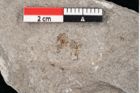Foto (Detailansicht) von Cystoseira communis Unger (NHMW-GEO-2024-0188-6640)